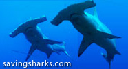 Sous-la-mer.com soutient le site saving sharks contre le commerce d'ailerons de requins