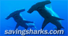savingsharks.com!
