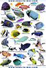 Tablette immergeable poissons de mer rouge - recto