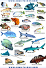 Tablette immergeable poissons de mer rouge - verso