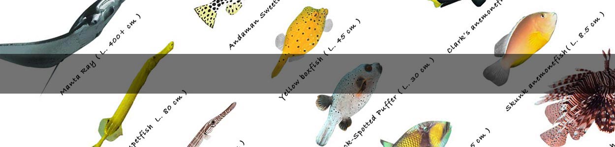 some image