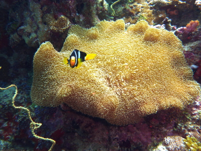 P1070083_1.jpg