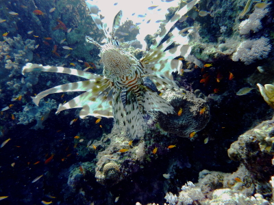 P1090285a_1.jpg