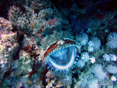 scorpion gueule ouverte.jpg