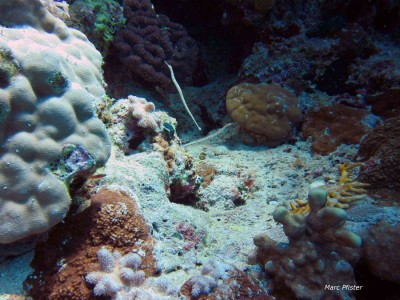 syngnathes1.jpg