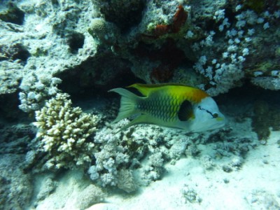 P1090031_1.jpg