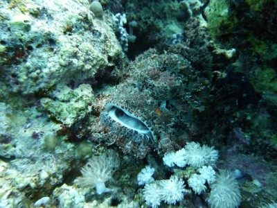P1090345_1.jpg