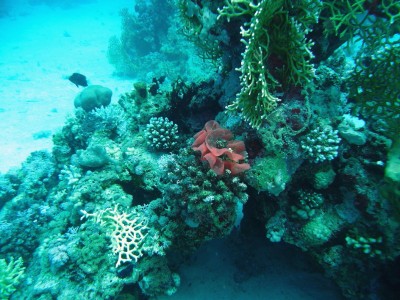 2010 06 Hurghada_00012 (2)_1.jpg