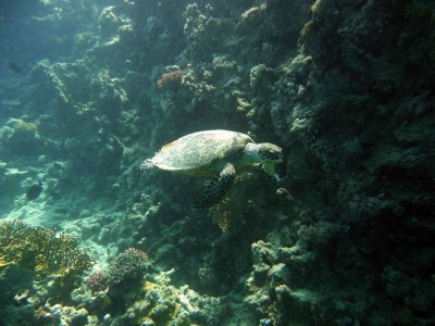 2010 06 Hurghada_00231_1.jpg