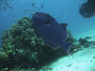 2010 06 Hurghada_00250_1.jpg