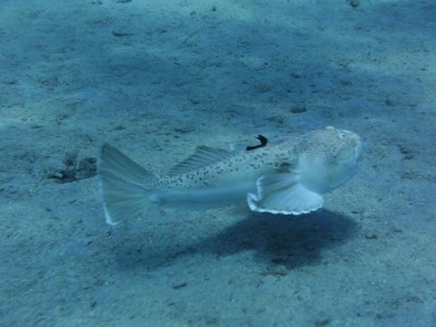 PICT0007.JPG