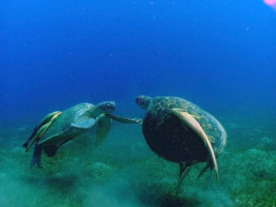 tortues.jpg