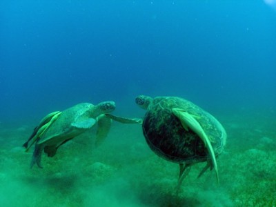tortues2.jpg