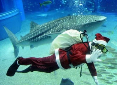 le-pere-noel-plonge-avec-un-requin-480x349.jpg