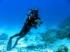 Recherche un binome pour plonger