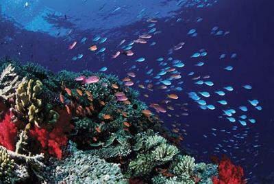 Australie (grande barriÃ¨re de corail)
