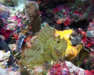 IndonÃ©sie (Bunaken)