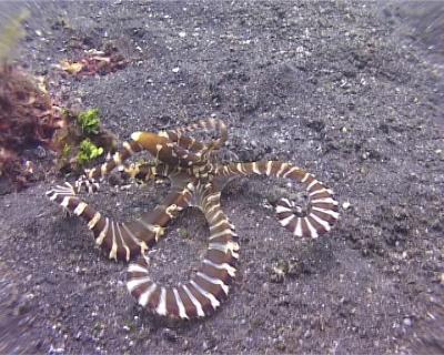 IndonÃ©sie (Lembeh)