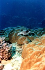 Blaise_Egypte7