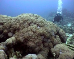 Goniopora