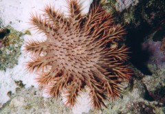 acangaster