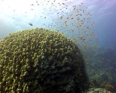 anthias