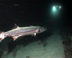barracuda