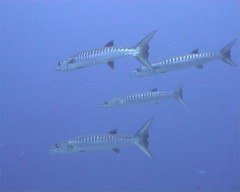 barracudas