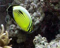 chaetodon
