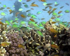 chromis