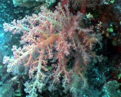 dendro