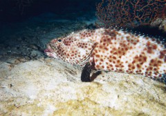 epinephelus