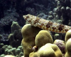 lezard