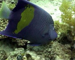 maculosus