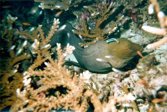 murene_2