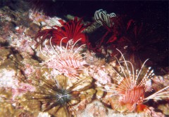 pterois_1