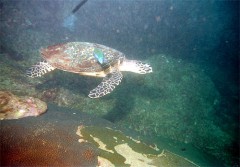 tortue_1