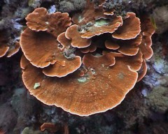 bscap013