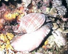 bscap054
