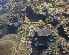 bscap063