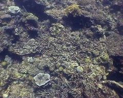 bscap065