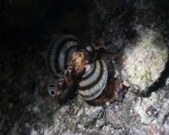 pterois 1