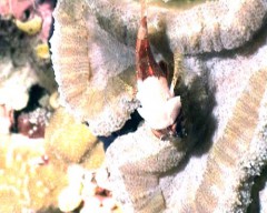 pterois 2