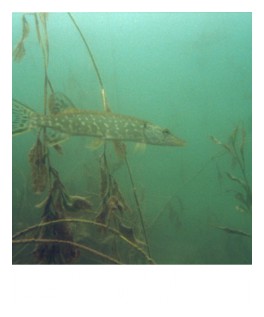 Brochet2
