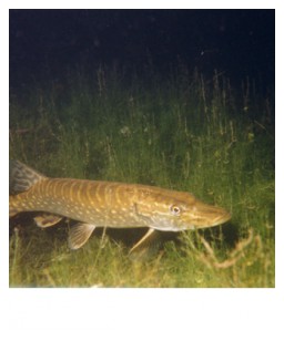 Brochet3