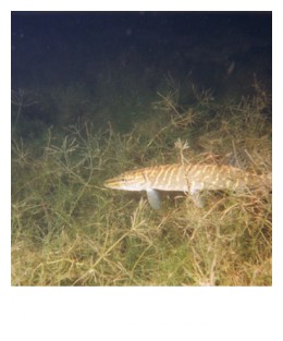 Brochet4