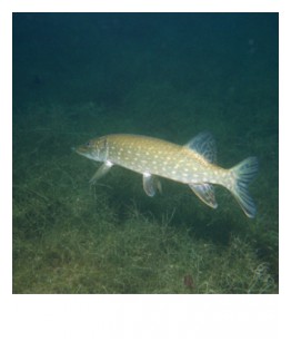Brochet5