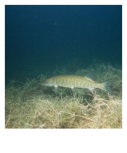 Brochet6