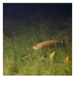 Brochet7