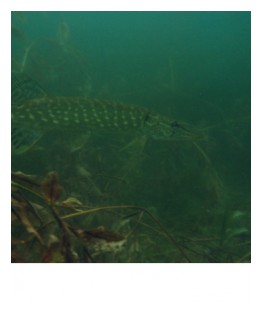 Brochet8